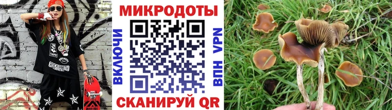 Галлюциногенные грибы Psilocybe  сколько стоит  Магас 